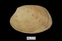 藏品(蝴蝶簾蛤)的圖片